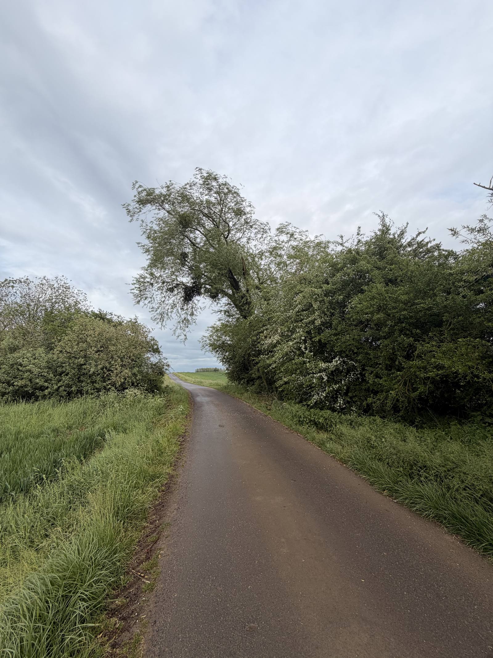 Arbre menaçant la chaussée avant intervention