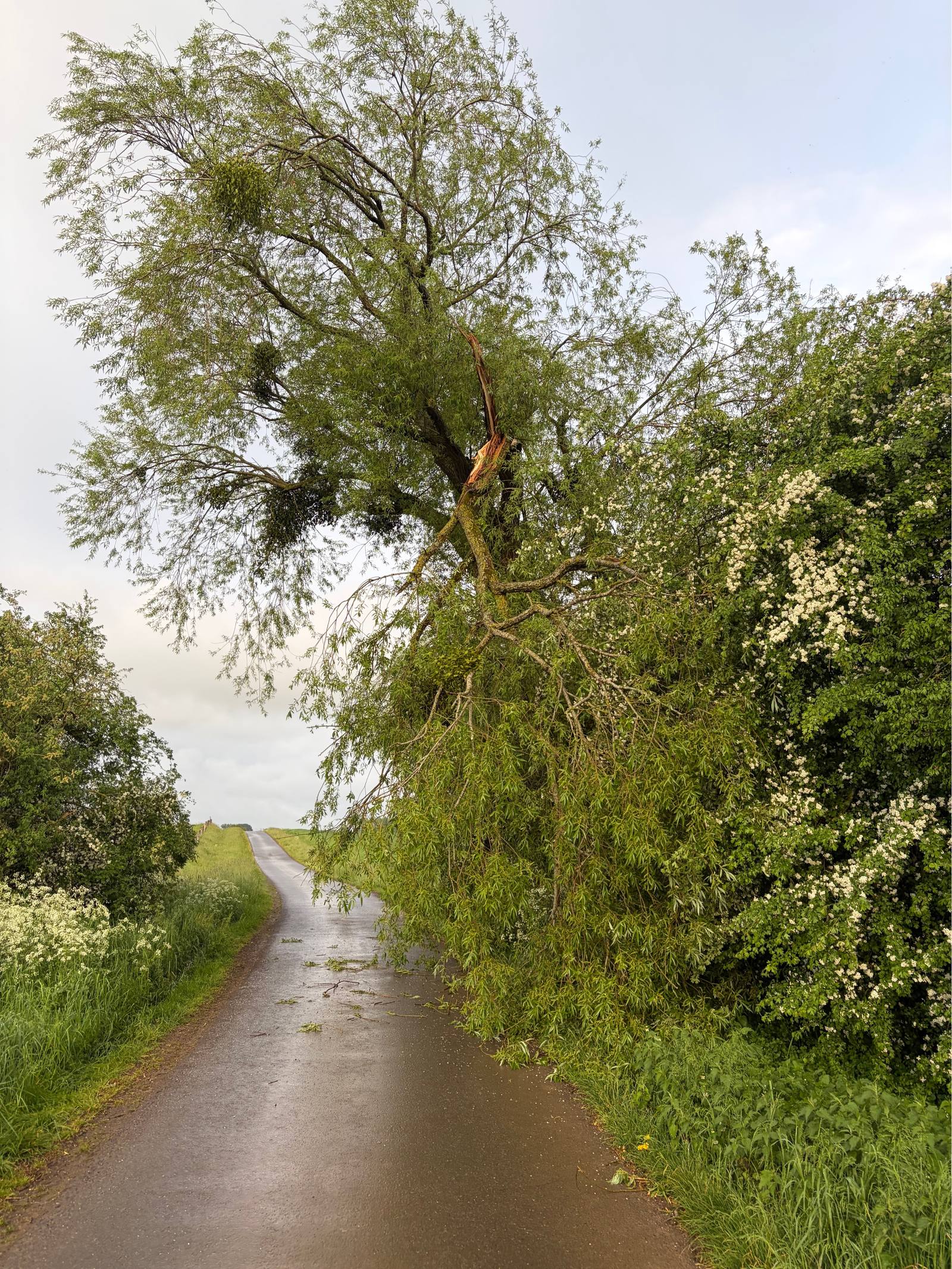 Arbre cassé sur la route