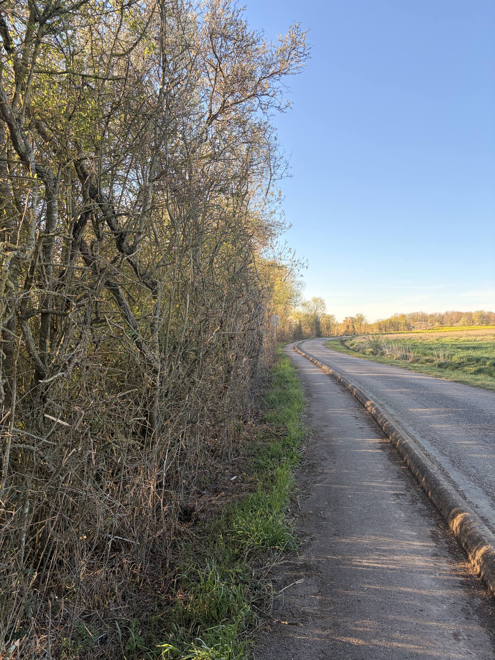 Taille de haies route communale
